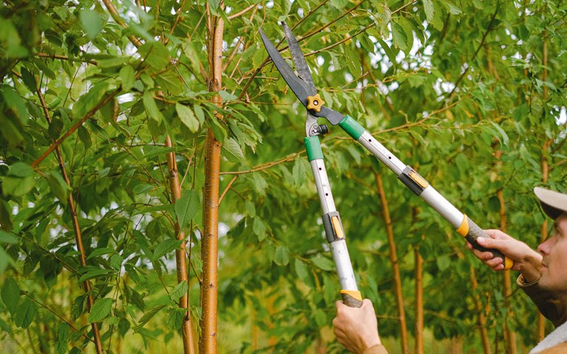 Tree trimming in Conetoe, NC